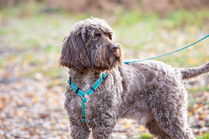 Shires Digby & Fox Webbing Dog Harness