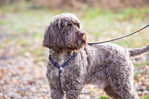 Shires Digby & Fox Webbing Dog Harness