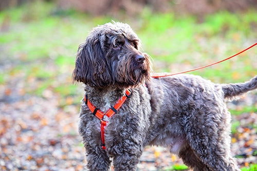 Shires Digby & Fox Webbing Dog Harness