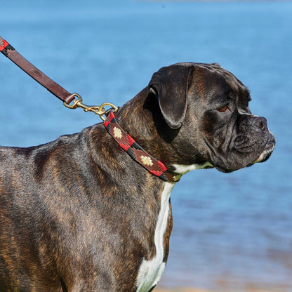 Weatherbeeta Polo Leather Dog Collar