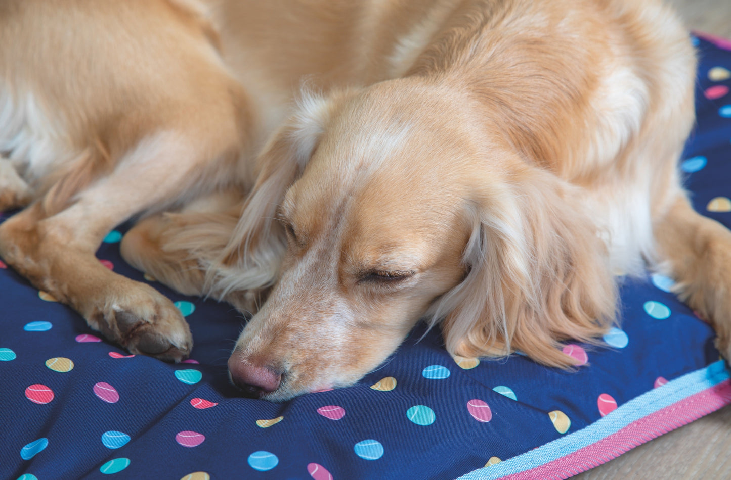 Shires Digby & Fox Waterproof Dog Bed