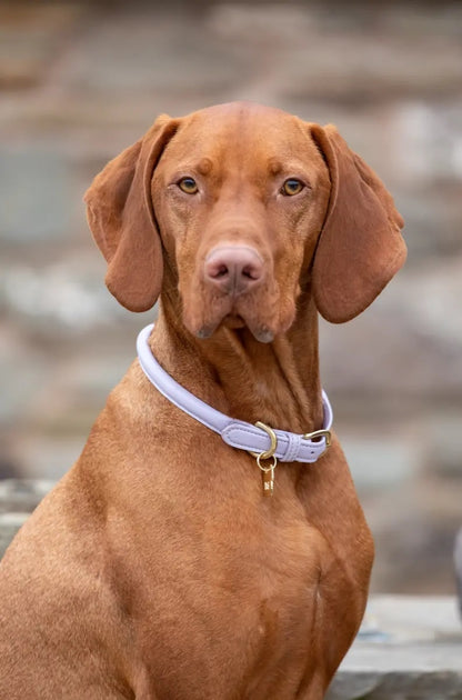 Shires Digby & Fox Rolled Leather Dog Collar