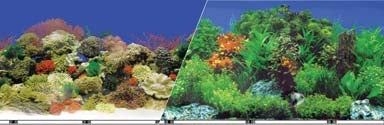 Coral Fresh aquarium Background Double Sided